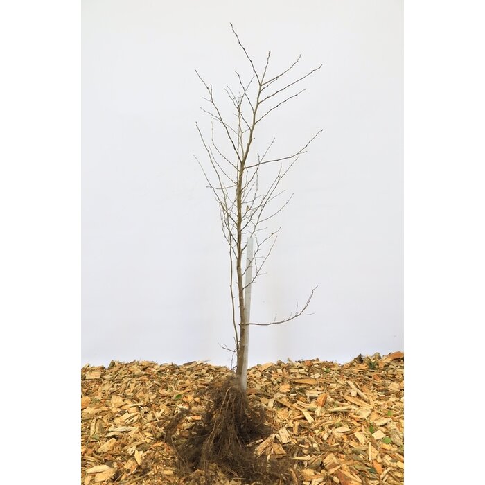 Carpinus betulus - Haagbeuk (Kale wortel) PRE-ORDER