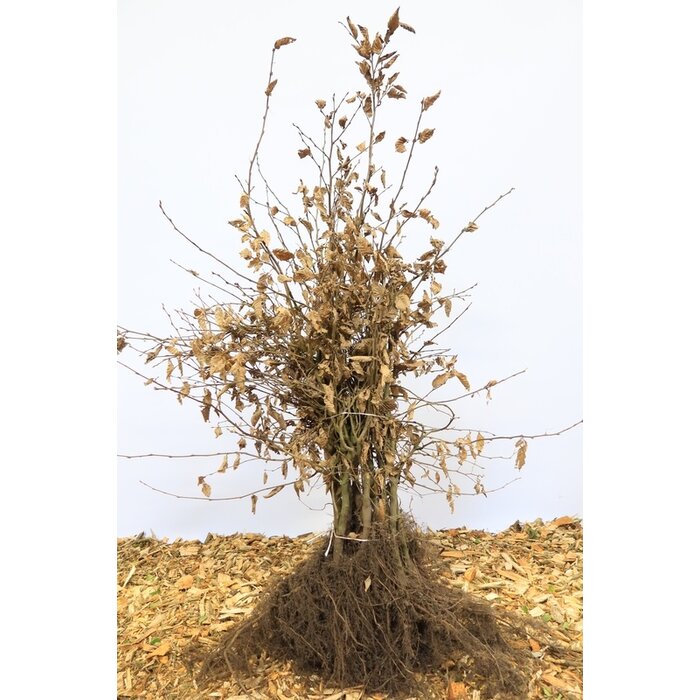 Carpinus betulus - Haagbeuk (Kale wortel) PRE-ORDER