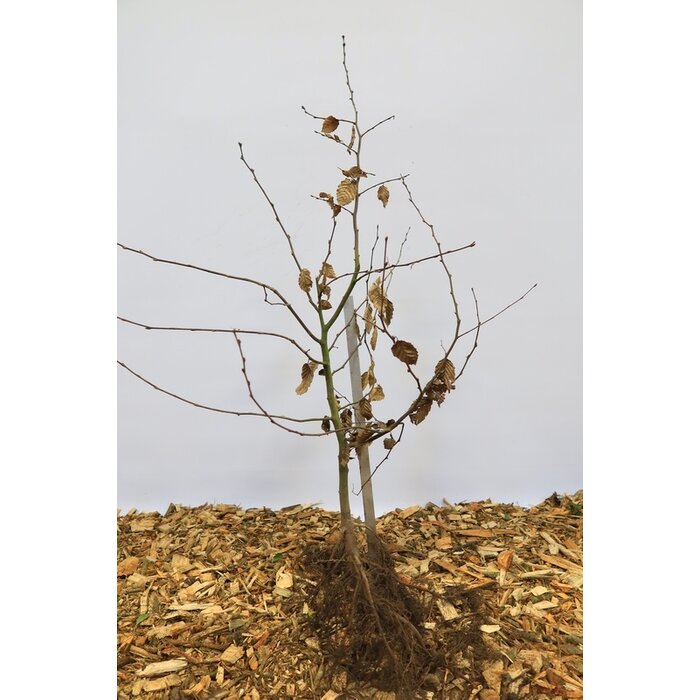Carpinus betulus - Haagbeuk (Kale wortel) PRE-ORDER