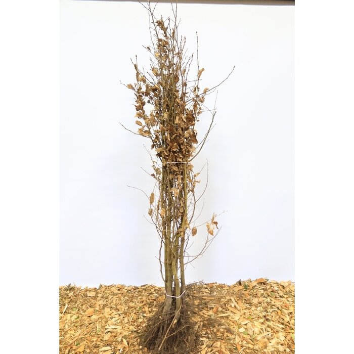 Carpinus betulus - Haagbeuk (Kale wortel) PRE-ORDER