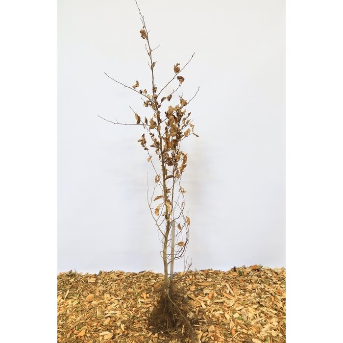 Carpinus betulus - Haagbeuk (Kale wortel) PRE-ORDER