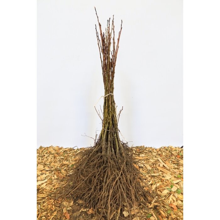 Castanea sativa - Tamme kastanje (Kale wortel)