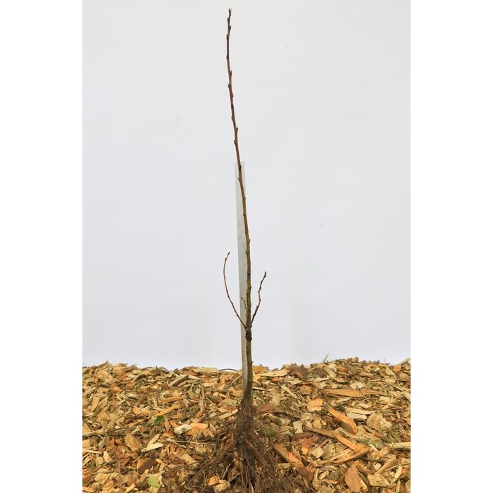 Castanea sativa - Tamme kastanje (Kale wortel)