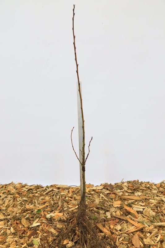 Castanea sativa - Tamme kastanje (Kale wortel)