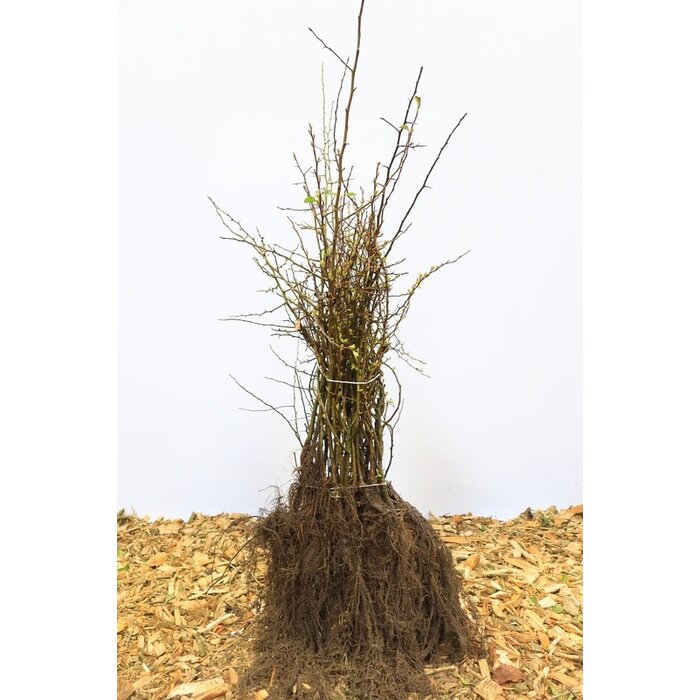 Chaenomeles japonica - Japanse sierkwee (Kale wortel)