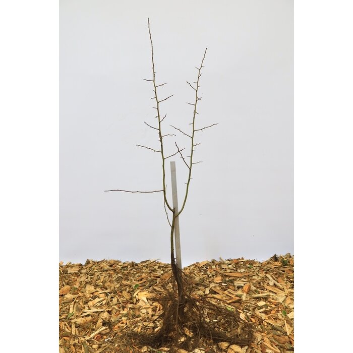 Chaenomeles japonica - Japanse sierkwee (Kale wortel)