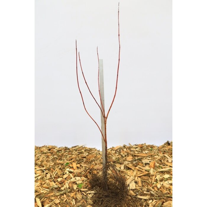 Cornus alba 'Sibirica' - Kornoelje (Kale wortel)