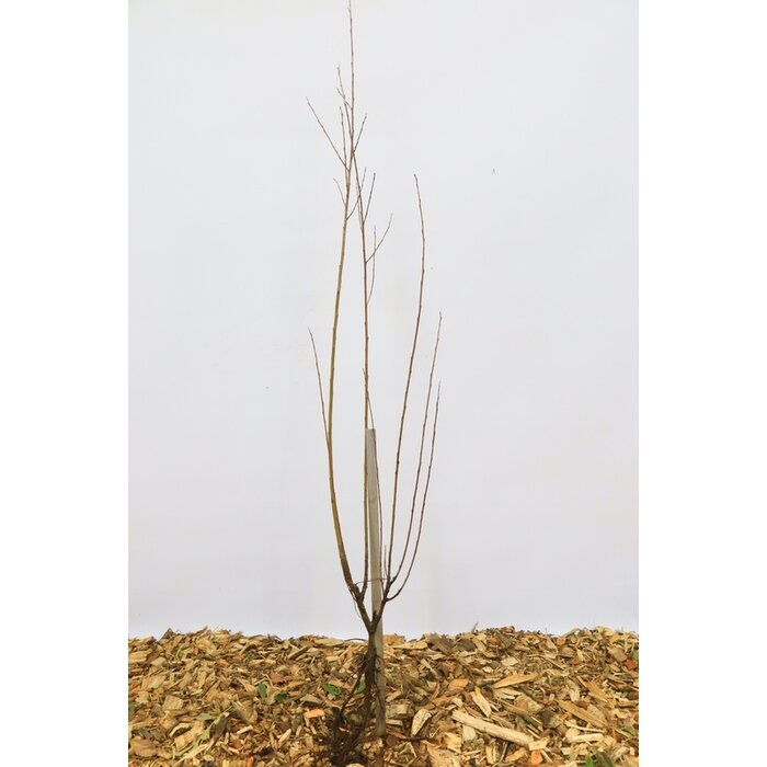 Cornus alba 'Sibirica' - Kornoelje (Kale wortel)