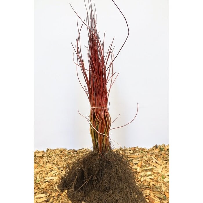 Cornus alba - Kornoelje (Kale wortel)