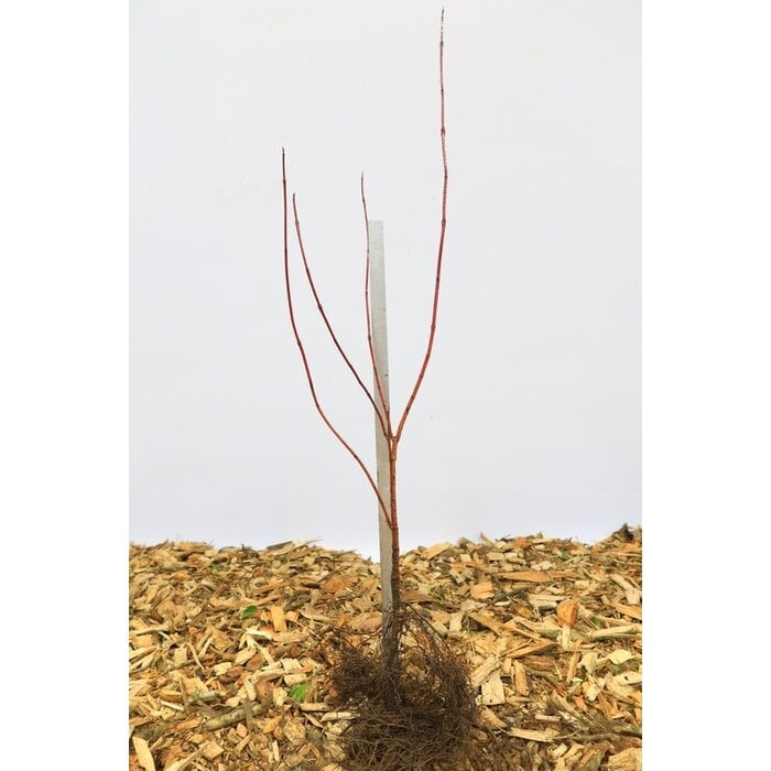 Cornus alba - Kornoelje (Kale wortel)