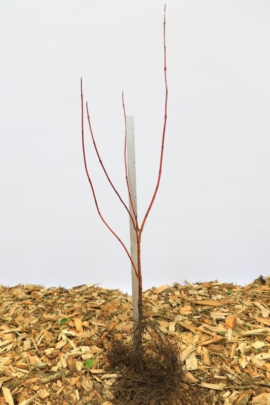 Cornus alba - Kornoelje (Kale wortel)