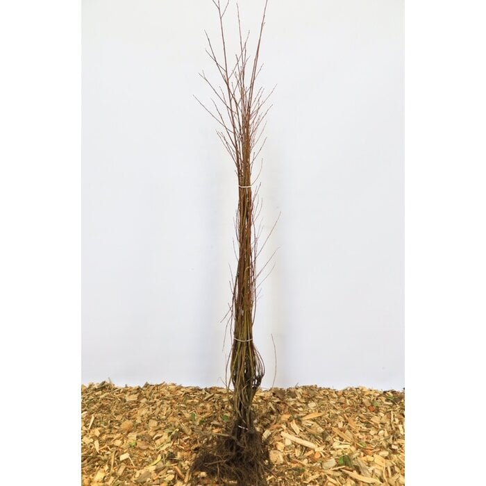 Cornus alba - Kornoelje (Kale wortel)