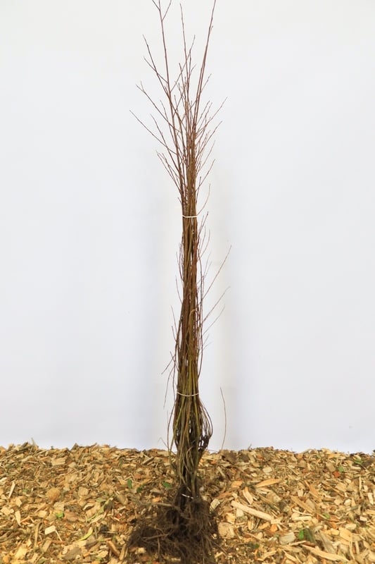 Cornus alba - Kornoelje (Kale wortel)