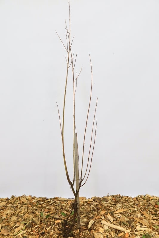 Cornus alba - Kornoelje (Kale wortel)