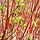 Cornus alba - Kornoelje (Kale wortel) -> PRE-ORDER