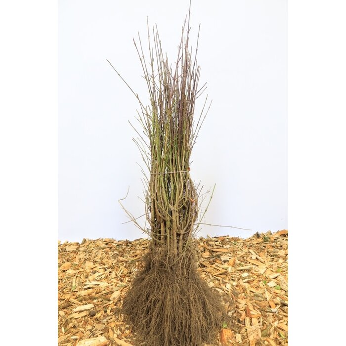 Cornus mas - Gele kornoelje (Kale wortel) PRE-ORDER