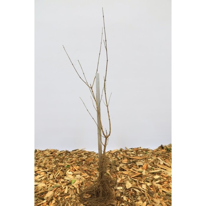 Cornus mas - Gele kornoelje (Kale wortel) PRE-ORDER