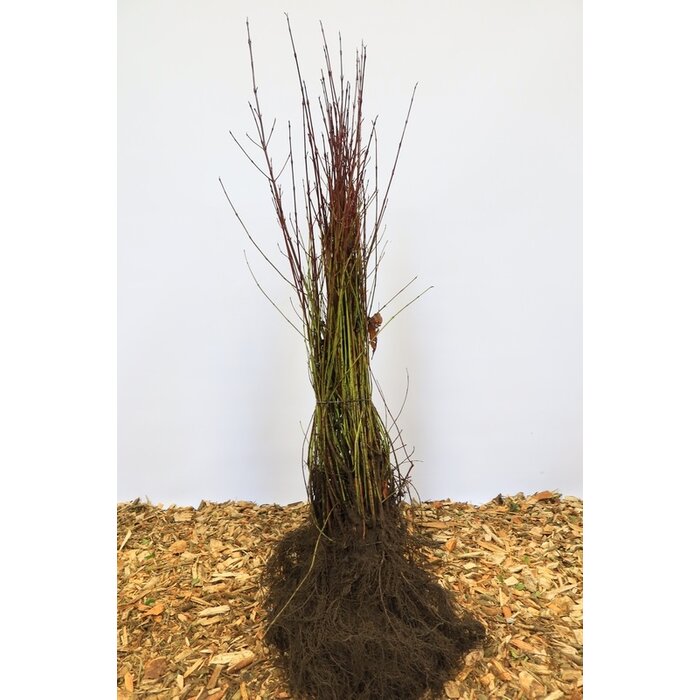 Cornus sanguinea - Rode kornoelje (Kale wortel) PRE-ORDER