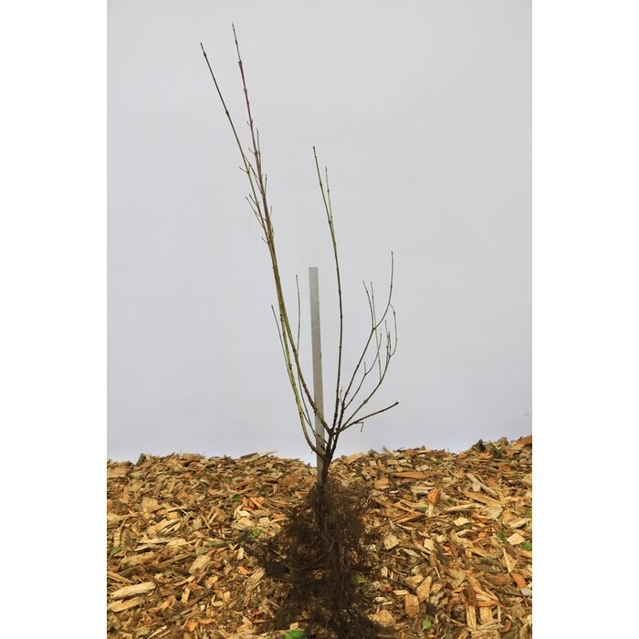 Cornus sanguinea - Rode kornoelje (Kale wortel)