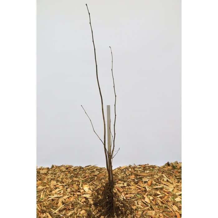 Corylus avellana - Gewone hazelaar (Kale wortel)