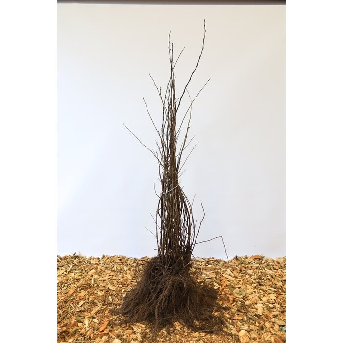 Cotoneaster bullatus - Dwergmispel (Kale wortel)