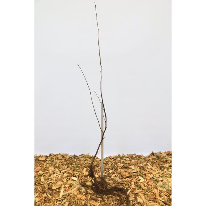 Cotoneaster bullatus - Dwergmispel (Kale wortel)