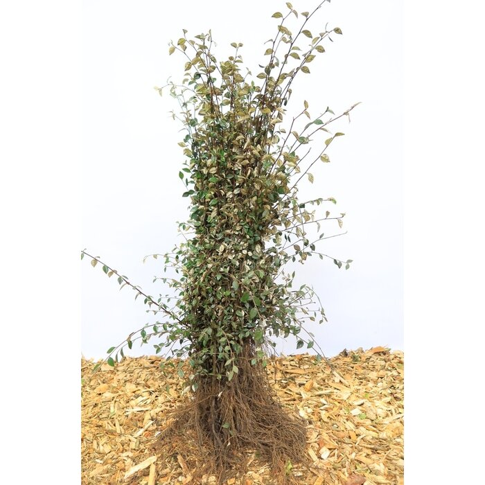Cotoneaster franchettii - Dwergmispel (Kale wortel) PRE-ORDER