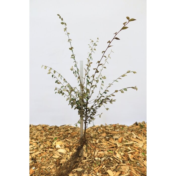 Cotoneaster franchettii - Dwergmispel (Kale wortel) PRE-ORDER