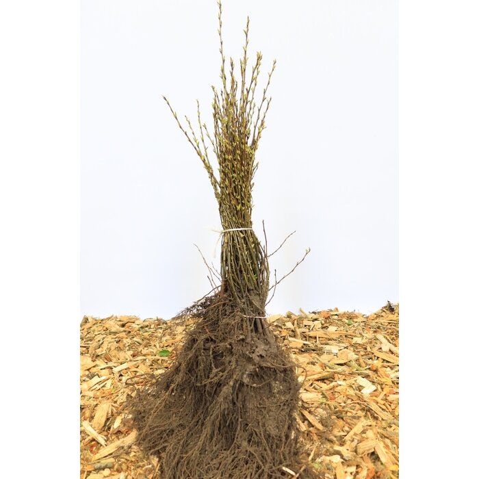 Cotoneaster lucidus - Dwergmispel (Kale wortel) PRE-ORDER