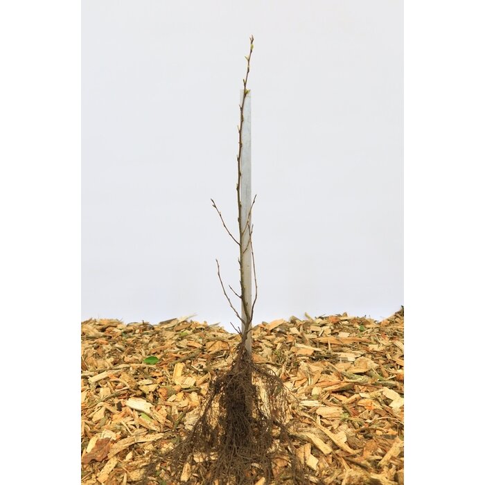 Cotoneaster lucidus - Dwergmispel (Kale wortel) PRE-ORDER