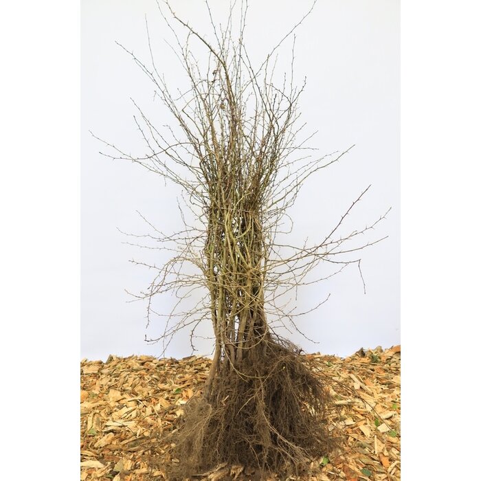Crataegus monogyna - Meidoornhaag (Kale wortel) PRE-ORDER