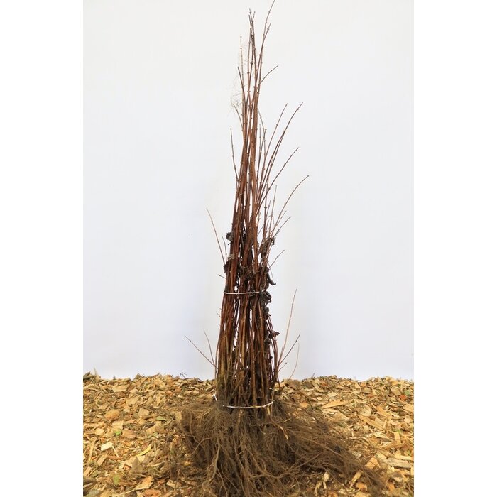 Deutzia magnifica 'Erecta' - Bruidsbloem (Kale wortel)