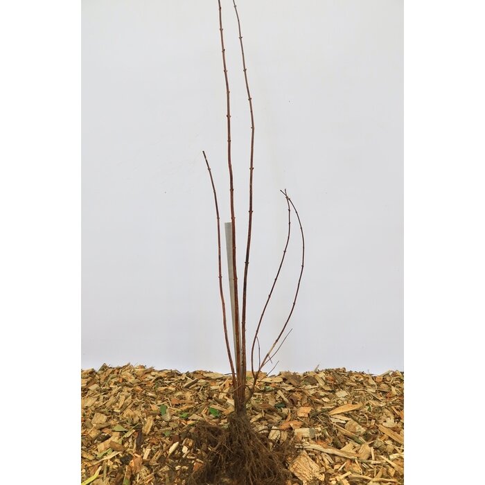 Deutzia magnifica 'Erecta' - Bruidsbloem (Kale wortel)