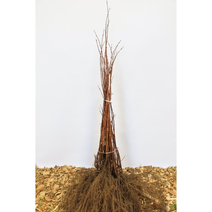 Deutzia scabra - Bruidsbloem (Kale wortel) PRE-ORDER