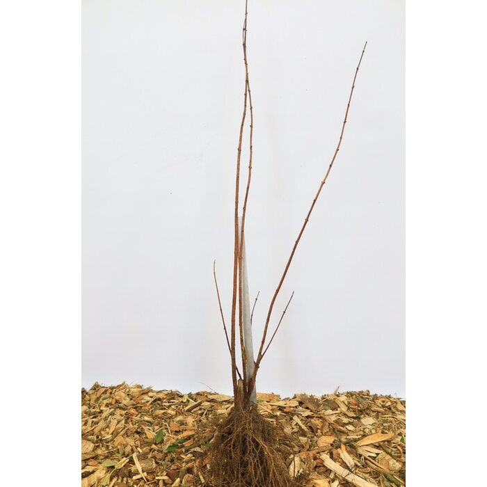 Deutzia scabra - Bruidsbloem (Kale wortel) PRE-ORDER