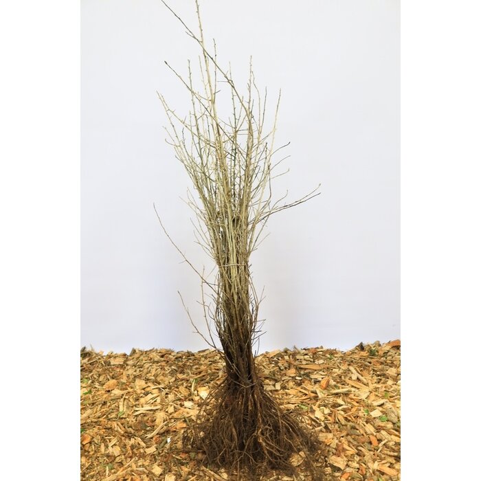 Smalle Olijfwilg - Elaeagnus angustifolia