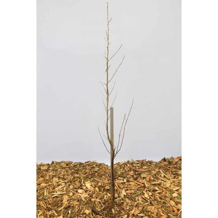 Smalle Olijfwilg - Elaeagnus angustifolia