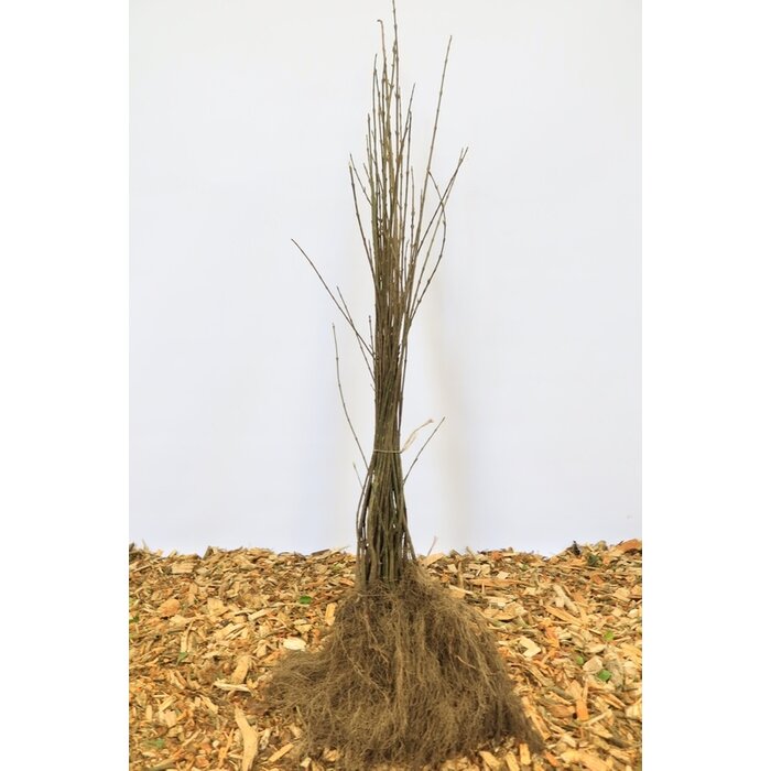 Euonymus europaeus - Wilde kardinaalsmuts (Kale wortel)