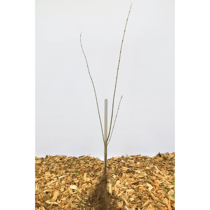 Euonymus europaeus - Wilde kardinaalsmuts (Kale wortel)