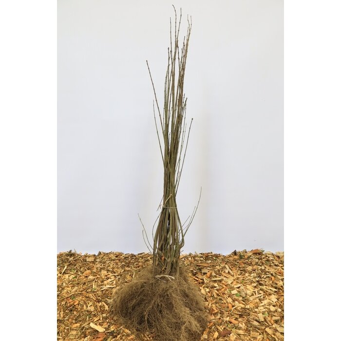 Euonymus europaeus - Wilde kardinaalsmuts (Kale wortel)