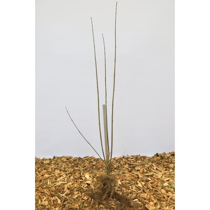 Euonymus europaeus - Wilde kardinaalsmuts (Kale wortel)