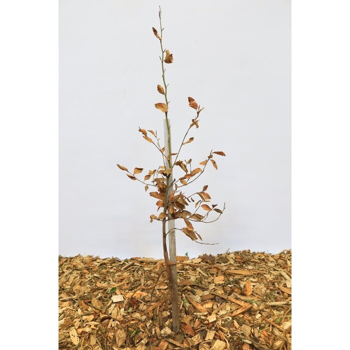 Fagus sylvatica - Groene beukenhaag (Kale wortel) PRE-ORDER