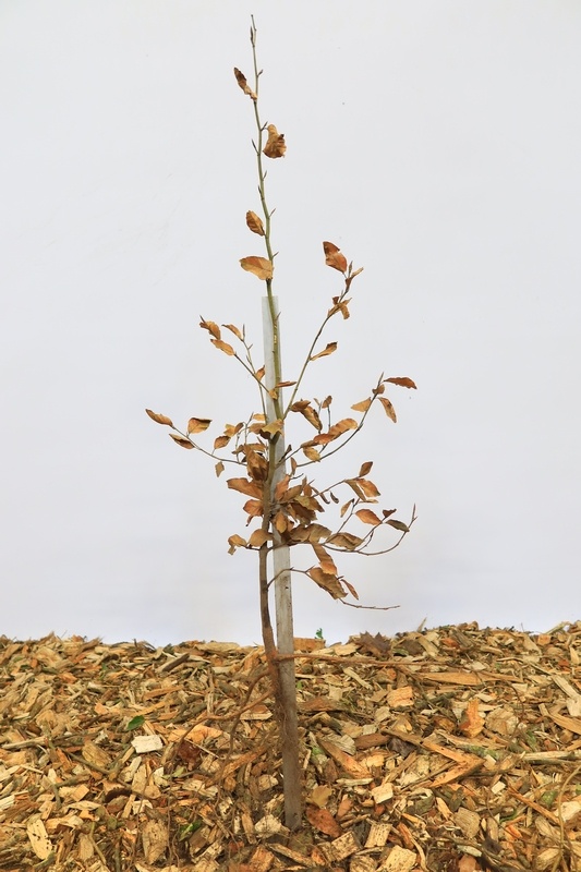 Fagus sylvatica - Groene beukenhaag (Kale wortel)