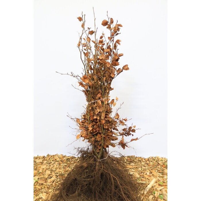 Fagus sylvatica - Groene beukenhaag (Kale wortel) PRE-ORDER