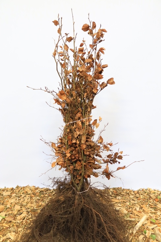Fagus sylvatica - Groene beukenhaag (Kale wortel)