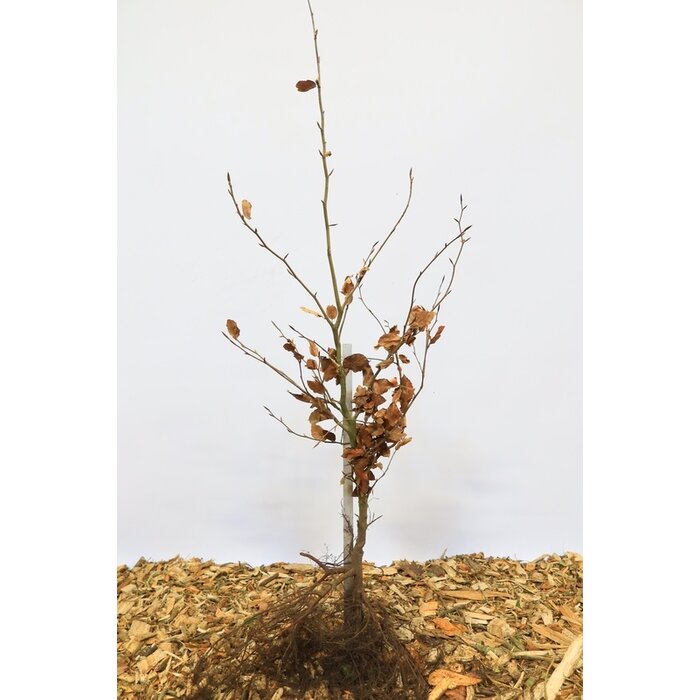 Fagus sylvatica - Groene beukenhaag (Kale wortel) PRE-ORDER