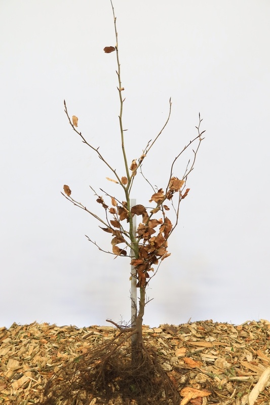 Fagus sylvatica - Groene beukenhaag (Kale wortel)