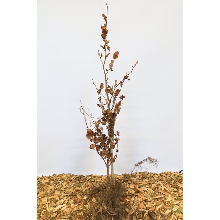 Fagus sylvatica - Groene beukenhaag (Kale wortel) PRE-ORDER
