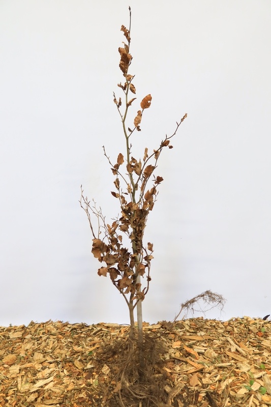 Fagus sylvatica - Groene beukenhaag (Kale wortel)