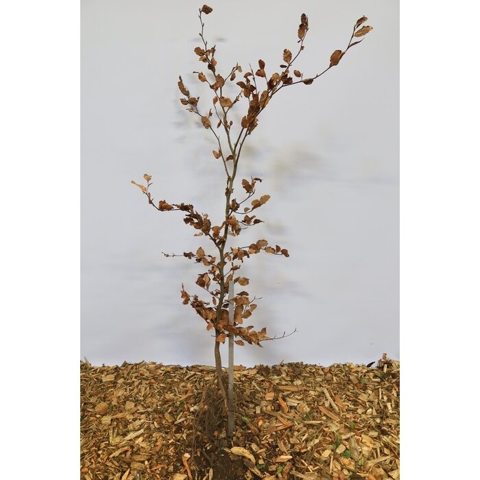 Fagus sylvatica - Groene beukenhaag (Kale wortel) PRE-ORDER